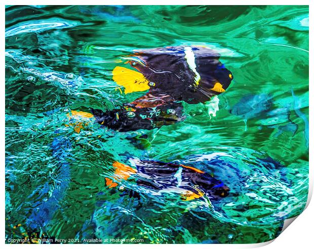 Colorful Black Yellow King Angelfish Los Cabos Mexico  Print by William Perry