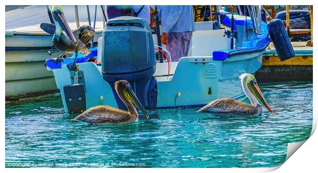 Brown Pelicans Marina Boats Cabo San Lucas Mexico Print by William Perry
