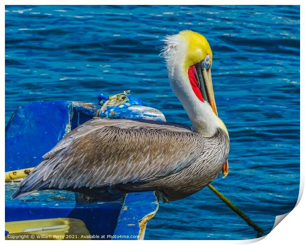 Brown Pelican Marina Boat Cabo San Lucas Mexico Print by William Perry