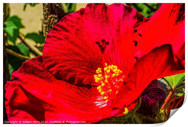 Red Painted Lady Tropical Hibiscus Flower Los Cabos Mexico Print by William Perry