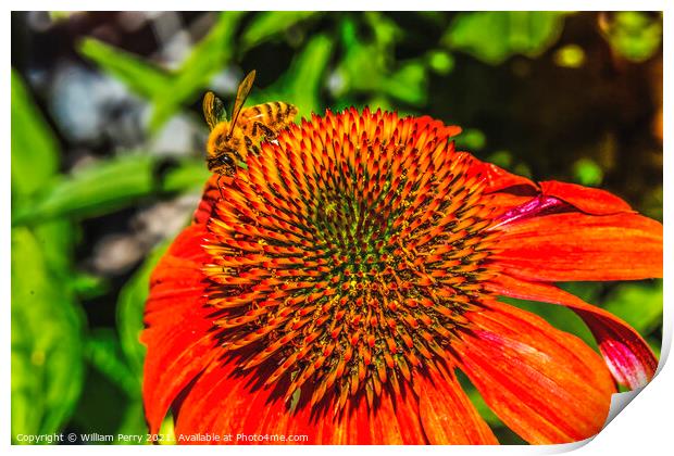 Honey Bee Orange Coneflower Blooming Macro Print by William Perry