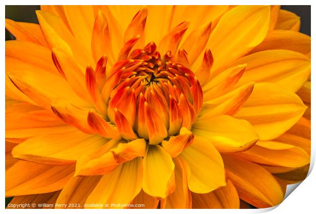 Yellow Orange Dahlia Blooming Macro Print by William Perry