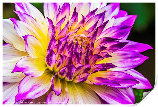 Blue Purple White Ferncliff Illusion Dahlia Blooming Macro Print by William Perry