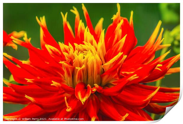 Red Yellow Show N Tell Dahlia Blooming Macro Print by William Perry