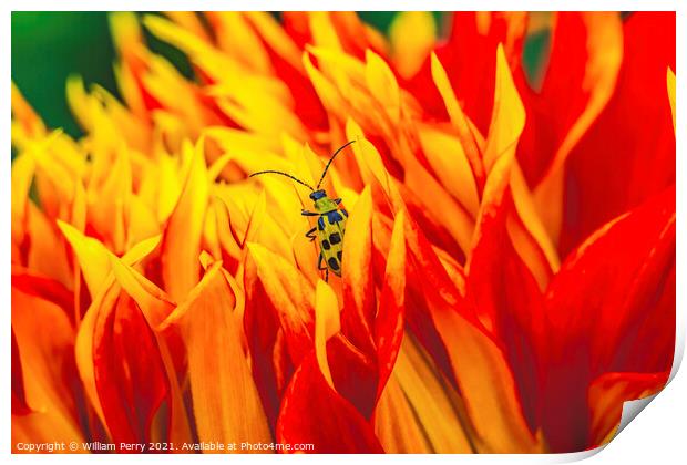 Yellow Bug Red Yellow Show N Tell Dahlia Blooming Macro Print by William Perry