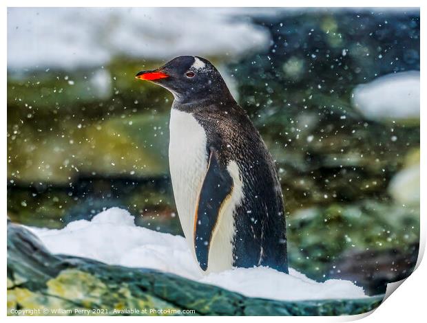 Gentoo Penguin Paradise Bay Skintorp Cove Antarctica Print by William Perry