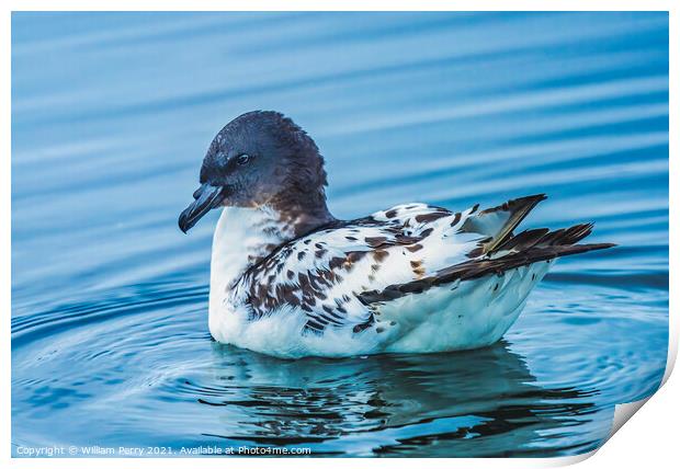 Cape Petrel Pintado Paradise Bay Skintorp Cove Antarctica Print by William Perry