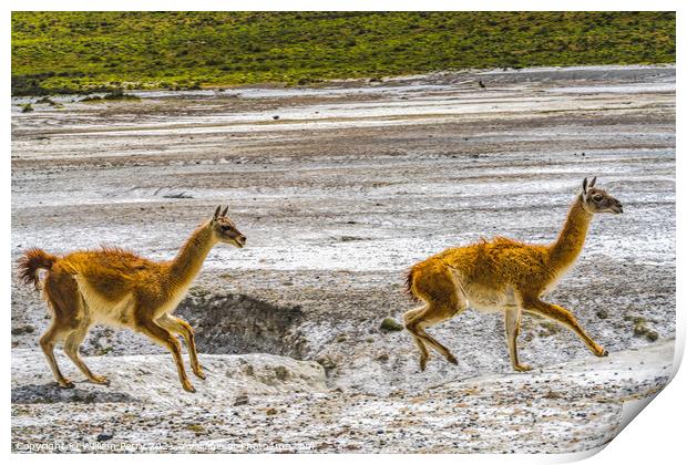 Guanacos Wild Lamas Running Torres del Paine National Park Chile Print by William Perry