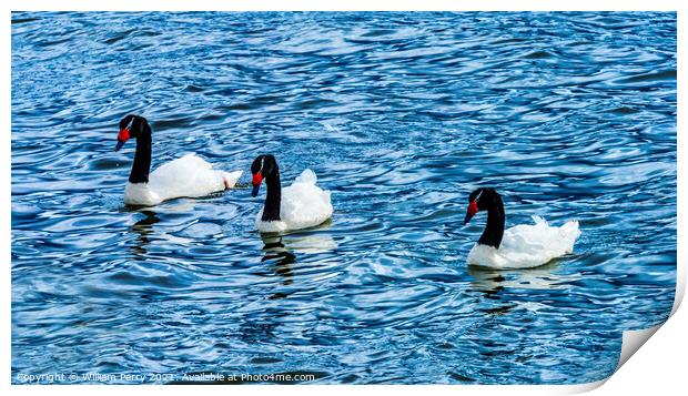 Black-necked Swans Punta Natales Chile Print by William Perry