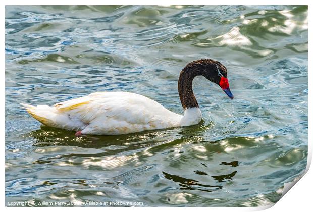 Black-necked Swan Punta Natales Chile Print by William Perry