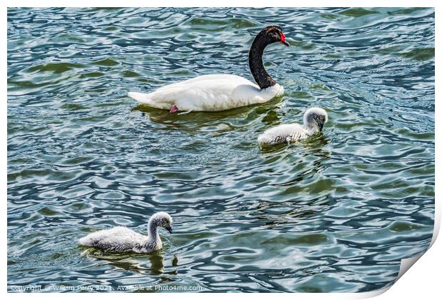 Black-necked Swans Babies Punta Natales Chile Print by William Perry