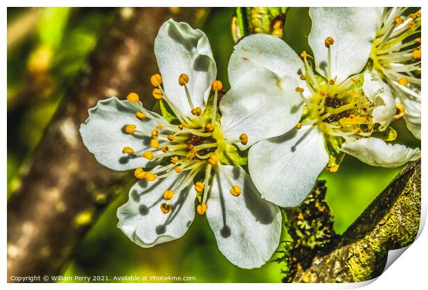 White Plum Blossom Blooming Print by William Perry