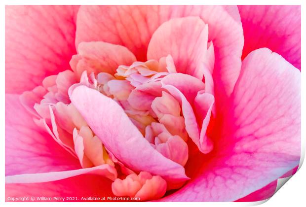 Pink Camellia Reticulata Blooming Macro Print by William Perry
