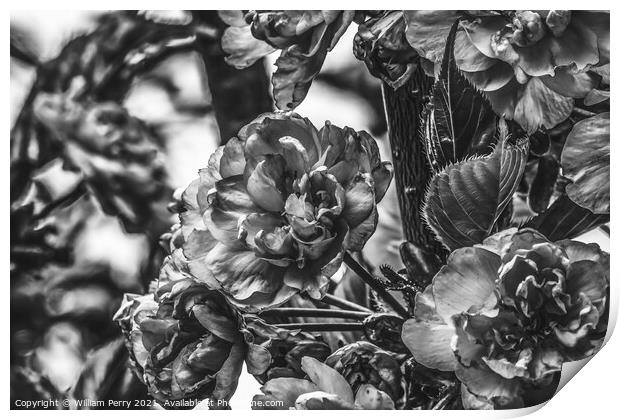Black White Kwanzan Cherry Flowers Blooming Macro Print by William Perry