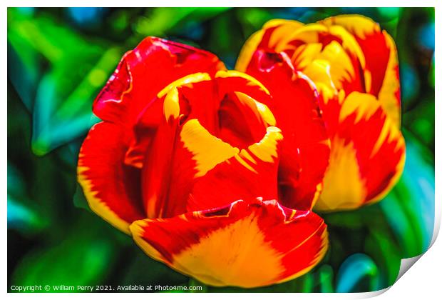 Red Yellow Banja Luka Tulips Blooming Macro Print by William Perry