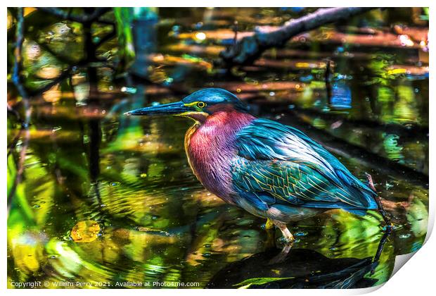 Green Heron Looking For Fish Florida Print by William Perry