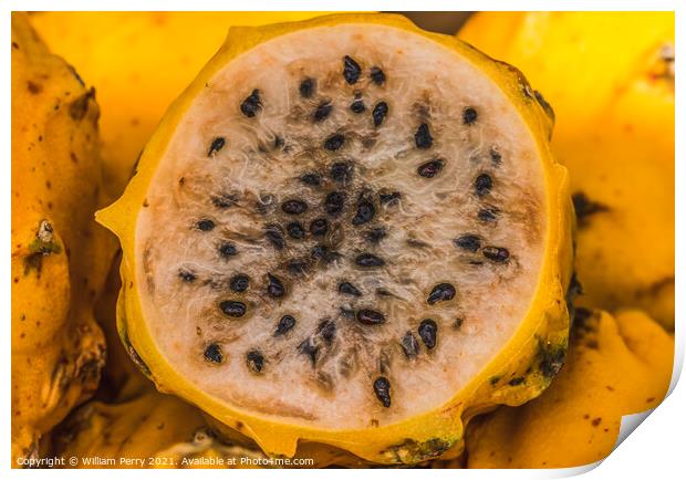 Yellow Dragonfruit Florida Print by William Perry