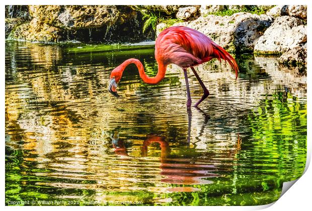 Colorful Pink American Flamingo Reflections Florida Print by William Perry