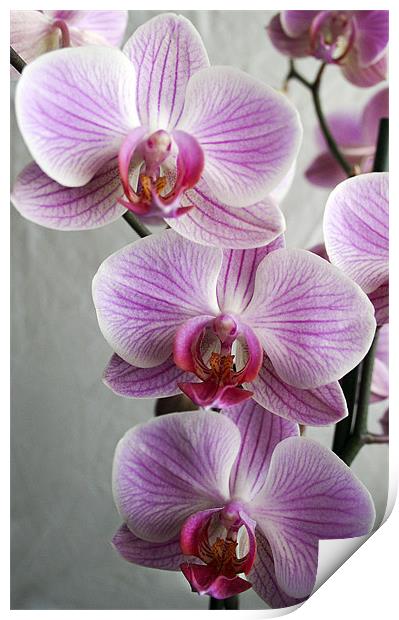 Phalaenopsis Orchid Print by Wayne Molyneux