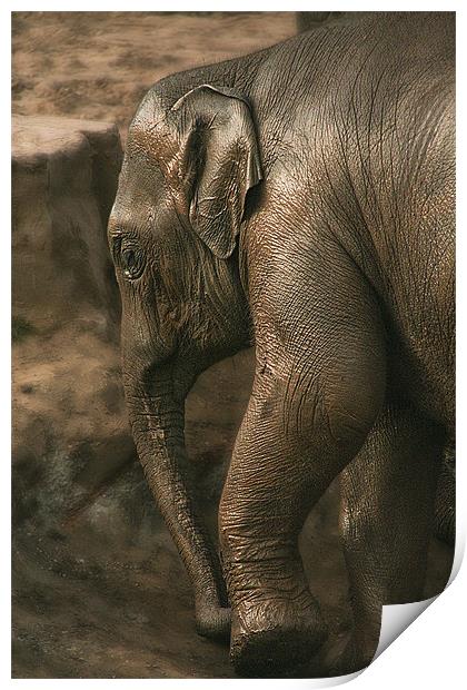 Juvenile Asian Elephant Print by Wayne Molyneux