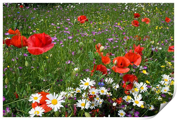 Wild Flower Meadow Print by Wayne Molyneux