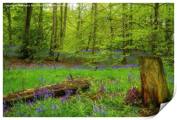 Bluebell Woods at Lawton   Print by Wayne Molyneux