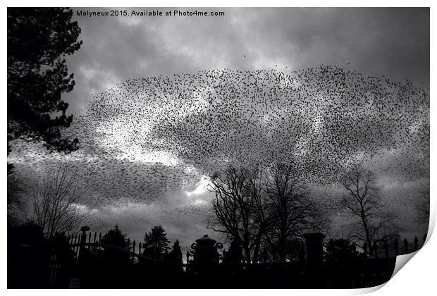  Starlings over Queens Print by Wayne Molyneux