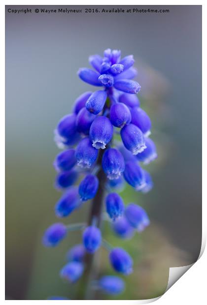 Grape Hyacinth Print by Wayne Molyneux