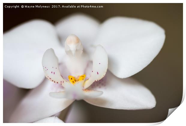 White Moth Orchid Print by Wayne Molyneux