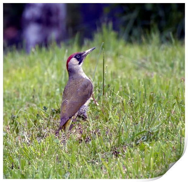 European green female woodpecker bird with long and sharp beak a Print by Arpan Bhatia