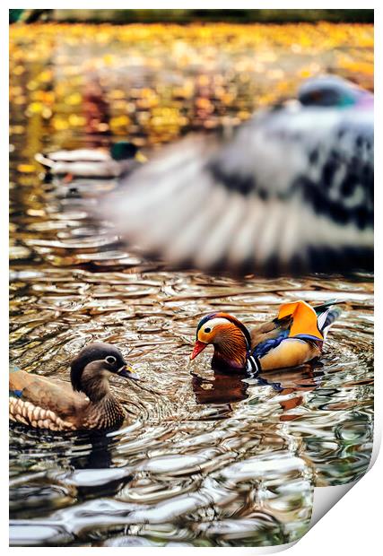 The truly impressive plumage of a male Mandarin duck, seen in a duckpond, with other birds Print by Arpan Bhatia