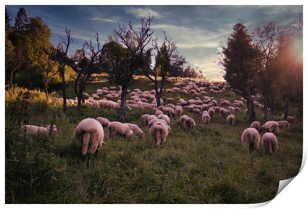 Bielsko Biala, South Poland: Traditional sheep grazing in the open field of Polish Beskid mountain park in the open Silesia Pieniny mountain meadow against dramatic sunset Print by Arpan Bhatia