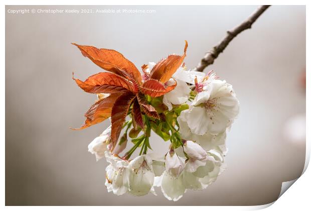 Spring blossom Print by Christopher Keeley