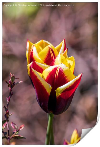 Red tulips Print by Christopher Keeley