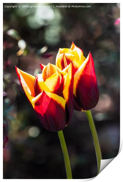 Pretty red tulips Print by Christopher Keeley