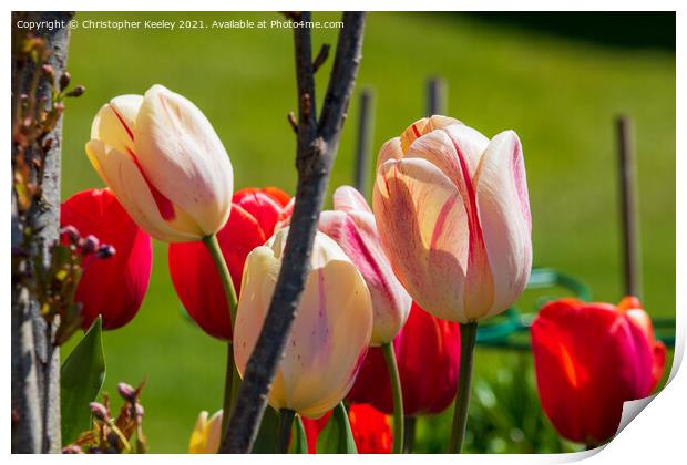 Beautiful pink tulips Print by Christopher Keeley