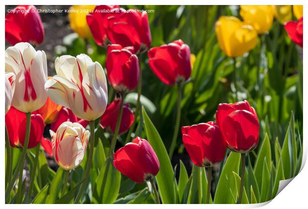 Colourful spring tulips Print by Christopher Keeley