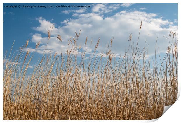 Reeds against a blue sky (Norfolk Broads) Print by Christopher Keeley