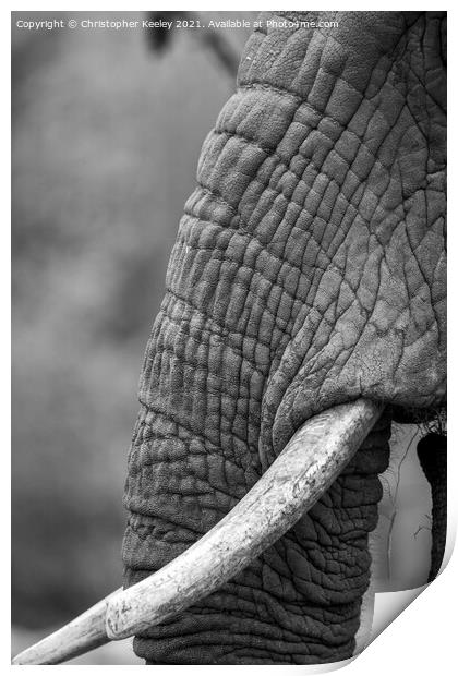 Black and white elephant trunk Print by Christopher Keeley