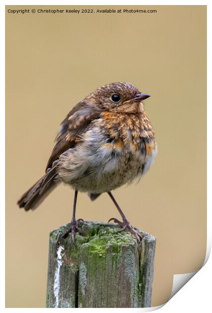 Juvenile robin on a post Print by Christopher Keeley