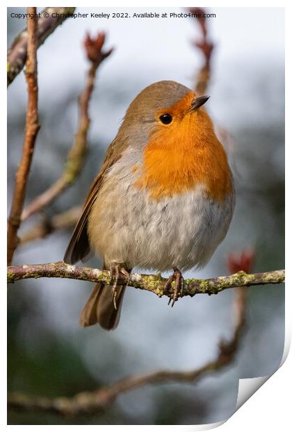 Curious robin redbreast Print by Christopher Keeley