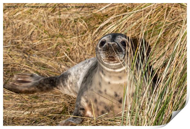 Young seal at Horsey Gap in Norfolk Print by Christopher Keeley