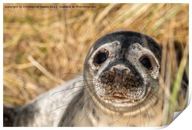 Horsey Gap seal pup Print by Christopher Keeley