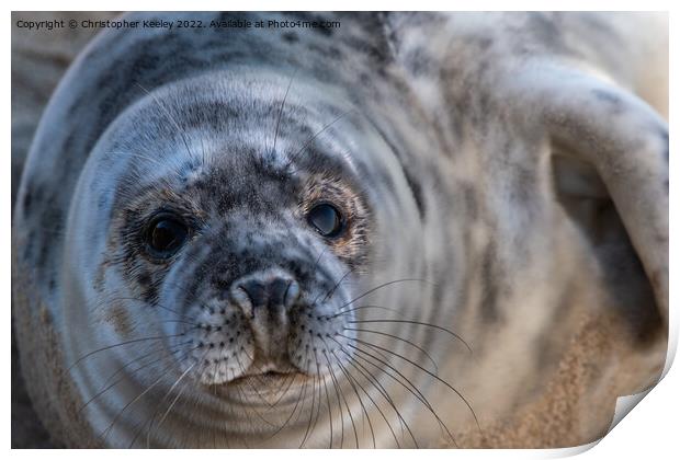 North Norfolk grey seal pup portrait Print by Christopher Keeley
