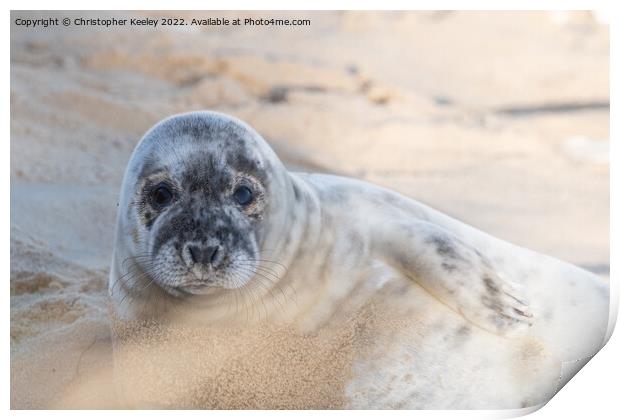 Norfolk seal laying on beach Print by Christopher Keeley