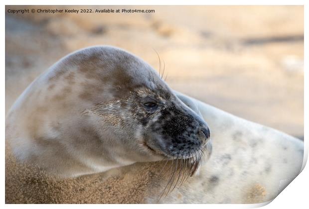 North Norfolk seal portrait Print by Christopher Keeley