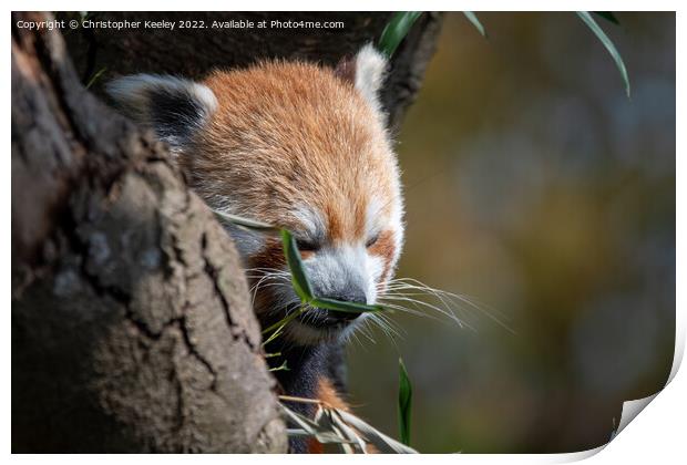 Munching red panda Print by Christopher Keeley
