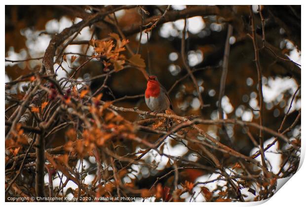 Robin redbreast Print by Christopher Keeley