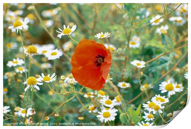 Colourful poppy Print by Christopher Keeley