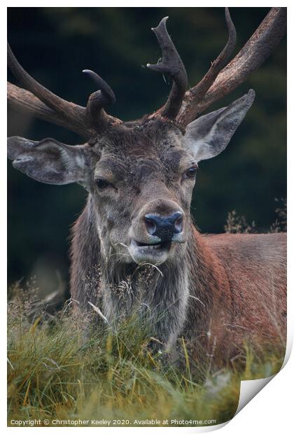 Handsome deer stag Print by Christopher Keeley